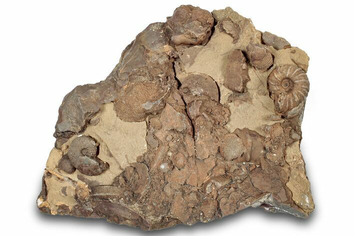 Detailed Jurassic Ammonites in Rock - Morocco #295354